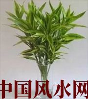 保定十二生肖养什么植物最旺财运？你知道吗！